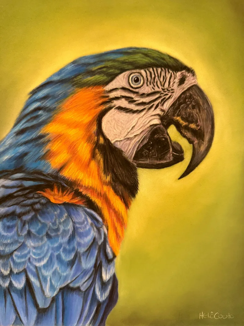 Arara Canindé 3
