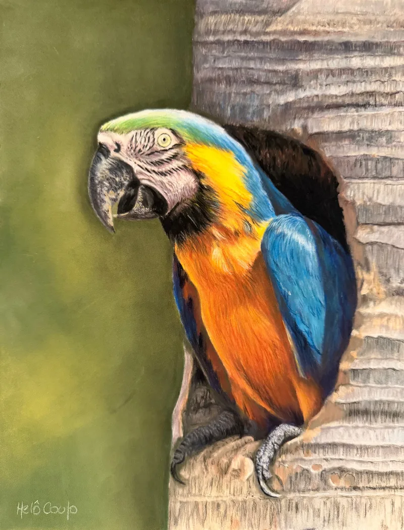 Arara Canindé
