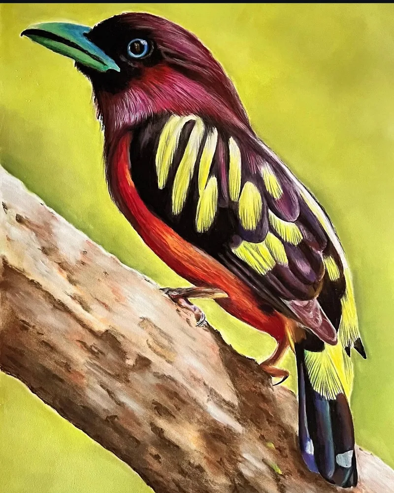 Banded Broadbil