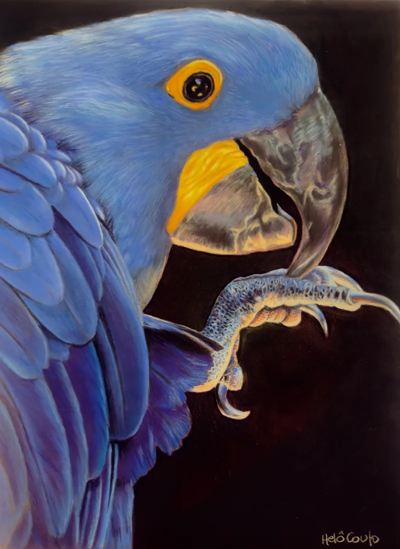 Arara azul