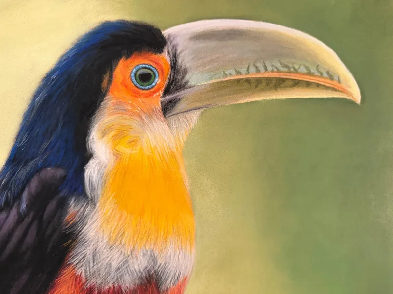 Tucano de bico verde 2